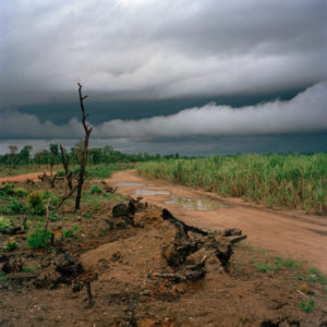 Trees charred from land clearing stand beside fields of sugarcane planted by Addax Bioenergy to produce sugarcane and biofuel for export to the european union. Masethele, Bombali District, Sierra Leone.