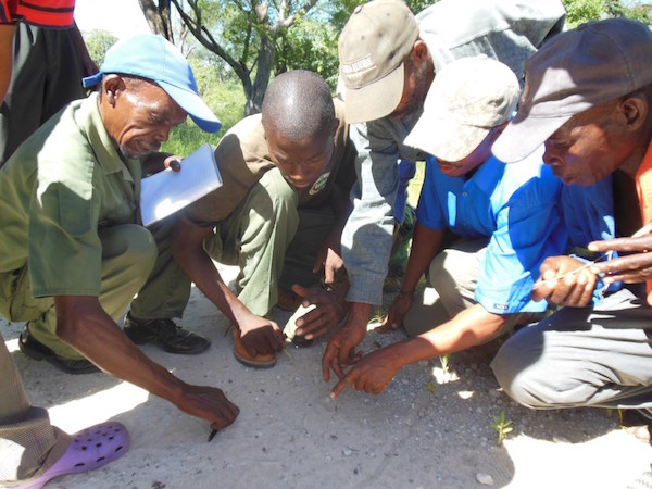 Tekoa guides in training learn how to track wildlife in Bwabwata National Park. © IRDNC