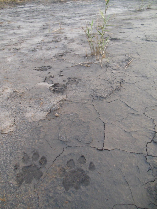 Lion tracks in Bwabwata National Park. © IRDNC