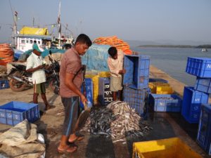Fisherfolk sorting their catch at Tadri fishing harbor (photo: 