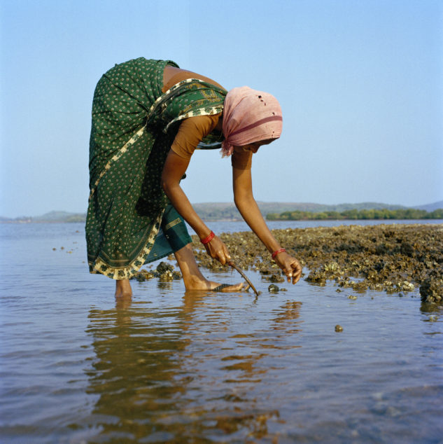 Opens popup gallery with A woman collects oysters from the tidal shallows in the estuary of the Aghanashini River, Karnataka State, India.
