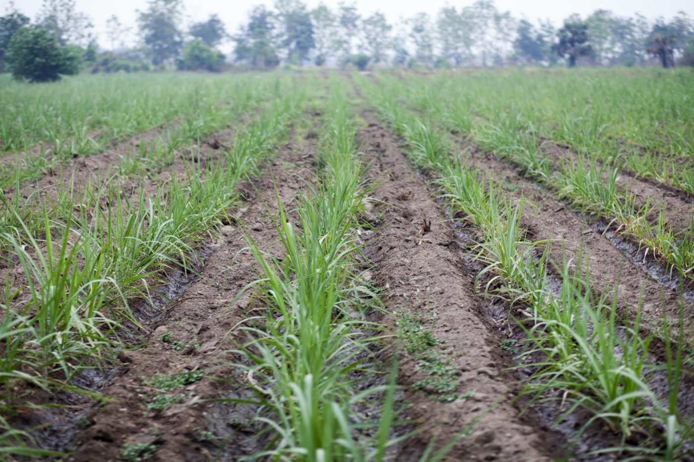 Crops grow in rows on farm in Myanmar